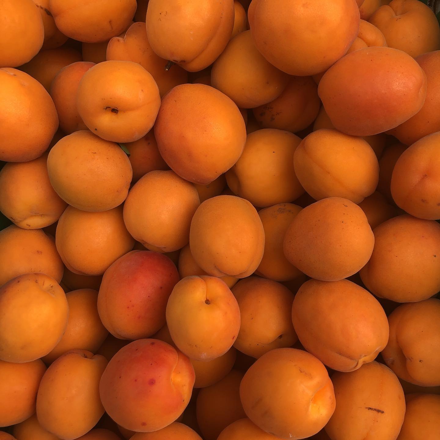 A pile of ripe orange apricots