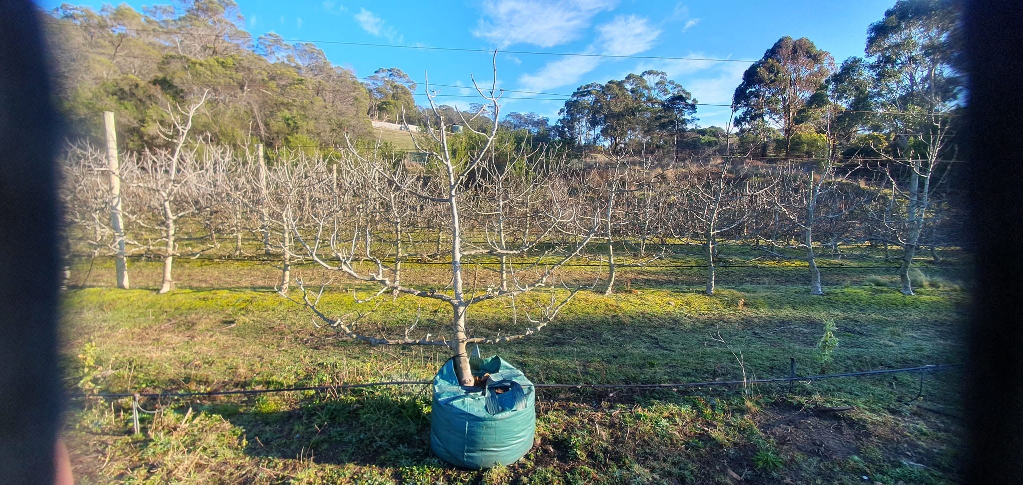 A young fig tree in a grow bag in front of rows of fig trees
