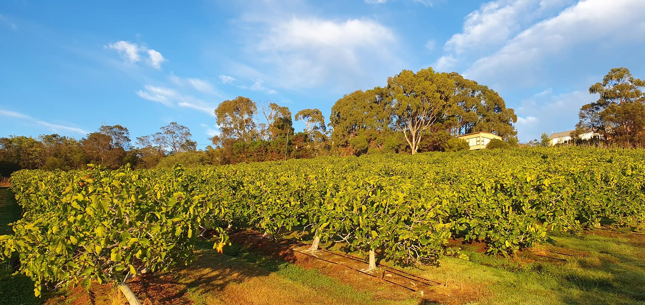 Rows of leafy fig trees in the sunshine on the Frankham Figs farm in Dulcot