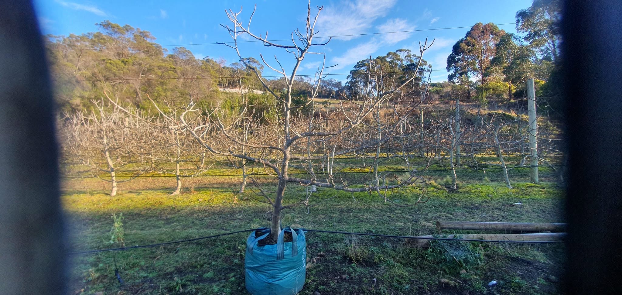 A fig tree in a grow bag beside a row of bare fig trees under a blue sky